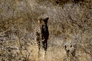 Cheetah Walking Masai Mara